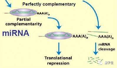 1滴血，2小时，验13种癌症，精度99%！日本东芝新技术引热议