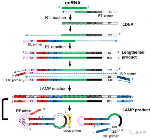 1滴血，2小时，验13种癌症，精度99%！日本东芝新技术引热议