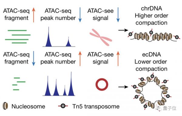 Nature:最强癌基因找到了,居然不在染色体上