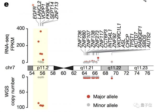Nature:最强癌基因找到了,居然不在染色体上