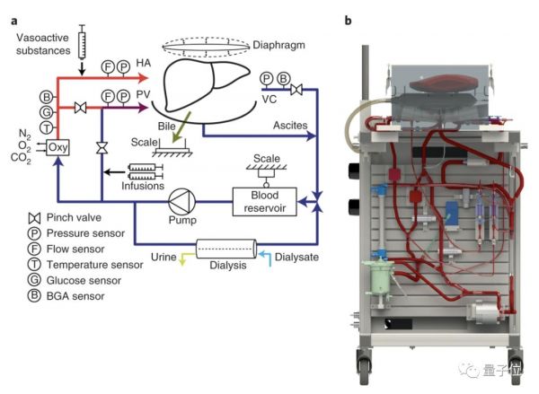 肝脏离开人体还能活7天！这是最新技术突破，其间还可以修复损伤
