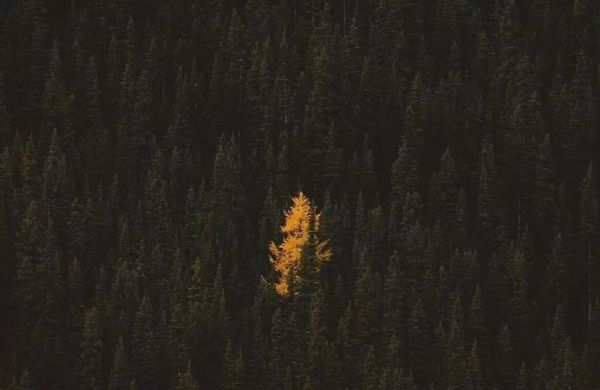 危机来临,才是企业进化的最好时机