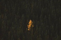 危机来临，才是企业进化的最好时机