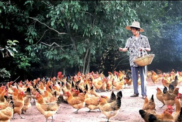 ​亏损5亿，“哪怕卖车卖房也要确保员工有饭吃”，火出圈的老乡鸡，做对了什么？