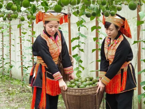 疫情下，中国贫困乡村农产品求生路