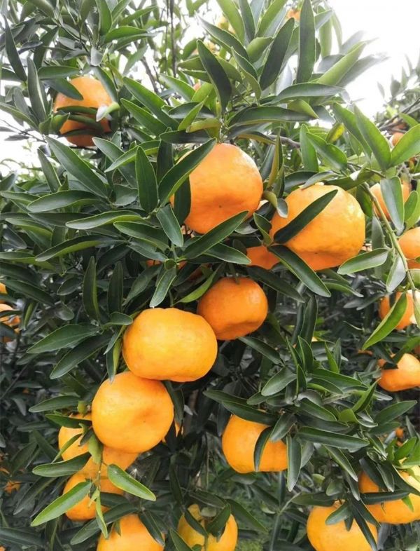 疫情下，中国贫困乡村农产品求生路