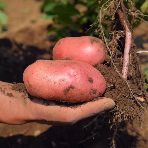 疫情下，中国贫困乡村农产品求生路