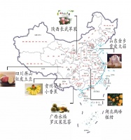 疫情下，中国贫困乡村农产品求生路