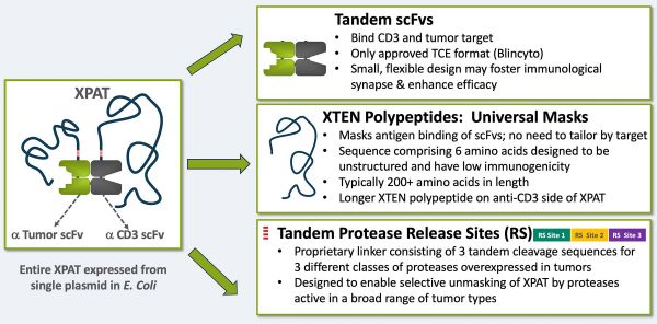 开发治疗实体瘤的创新疗法,「Amunix」获得7300万美元A轮融资