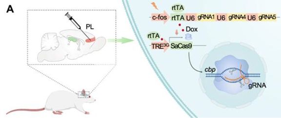 北大团队成功实现精准删除特定记忆,马斯克脑机接口有望今年人体测试