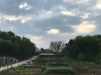 瘟疫中“幸存”的养猪人：莫名其妙多赚了200万