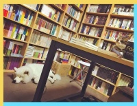 许知远众筹后，中小书店的求生之路