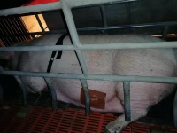 通过AIoT解救被压仔猪，「深聆科技」要做智慧养殖运营商