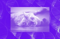 基因编辑工具 CRISPR 让宠物猫不再使人过敏