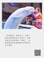 大连圣亚：搁浅的“大白鲸”