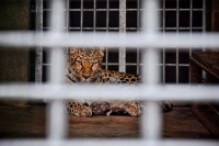 杭州第3只金钱豹仍未寻获？动物生意光鲜背后的暗影交织