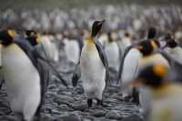 大连圣亚靠甩卖44只企鹅保壳，引发上交所“灵魂追问”