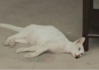 宠物殡葬：主人爱的供养，商家的财富密码