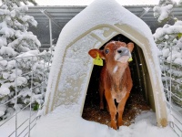 36氪独家丨「认养一头牛」完成B轮融资，美团龙珠独家领投，“养牛”切入乳制品线上化