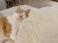 帮毛孩子找到家，「搜栖SOQI」打造一站式领养平台