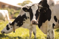 中小型乳企密集冲刺IPO，奶制品市场进入“战国”时代？