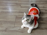 网易严选还缺宠物富士康