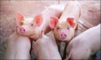猪都亏钱了