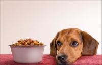 代工业务贡献六成营收，自主品牌占比持续下滑，福贝宠物冲A被疑“圈钱”|IPO观察